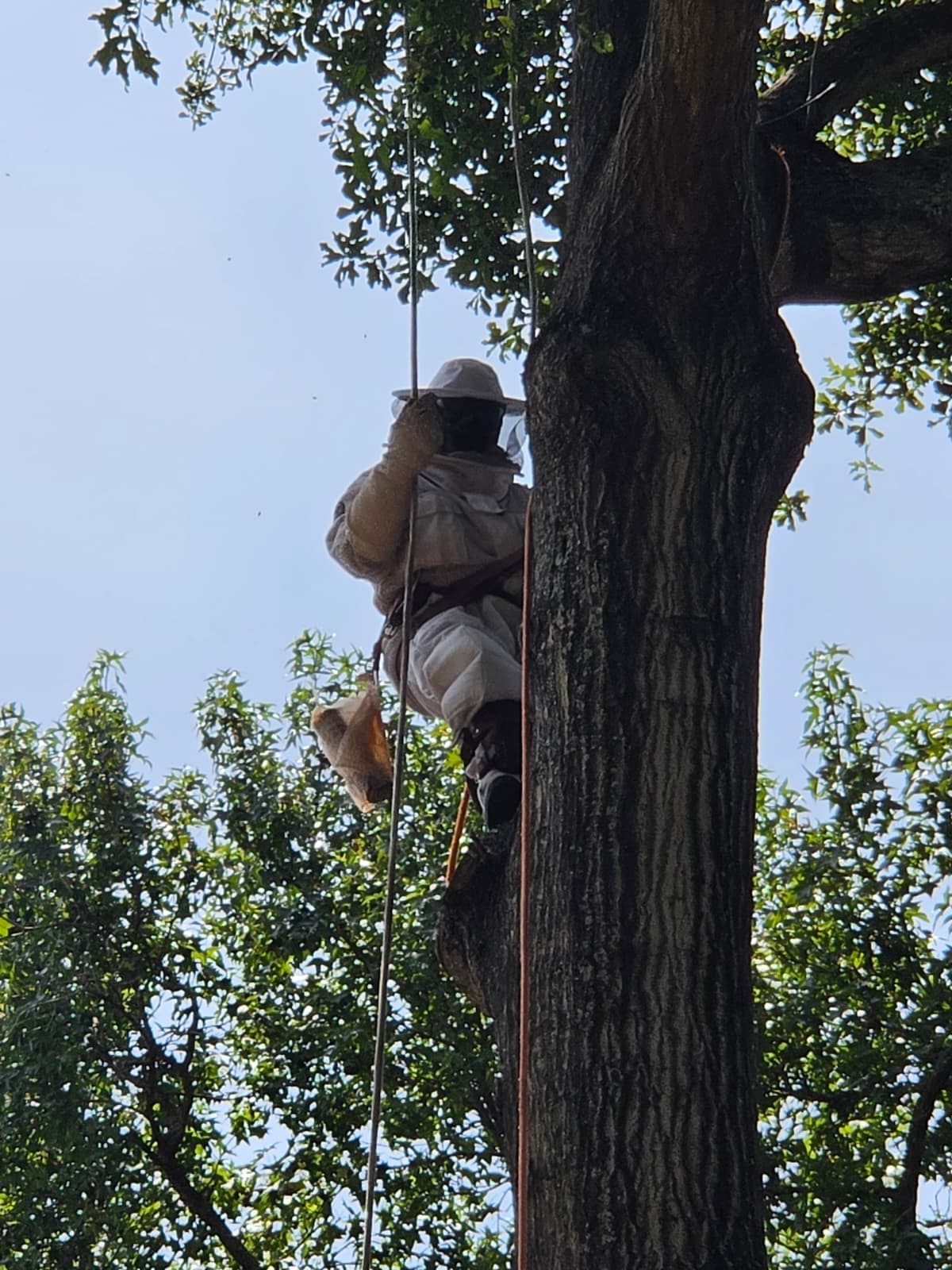 Worker in protective beekeeping gear removing a hive from a tree