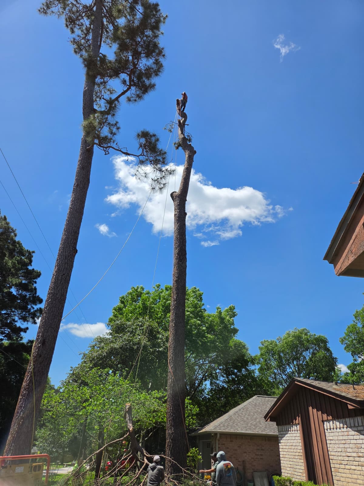 Two tall pine trees being sectioned and removed near a house