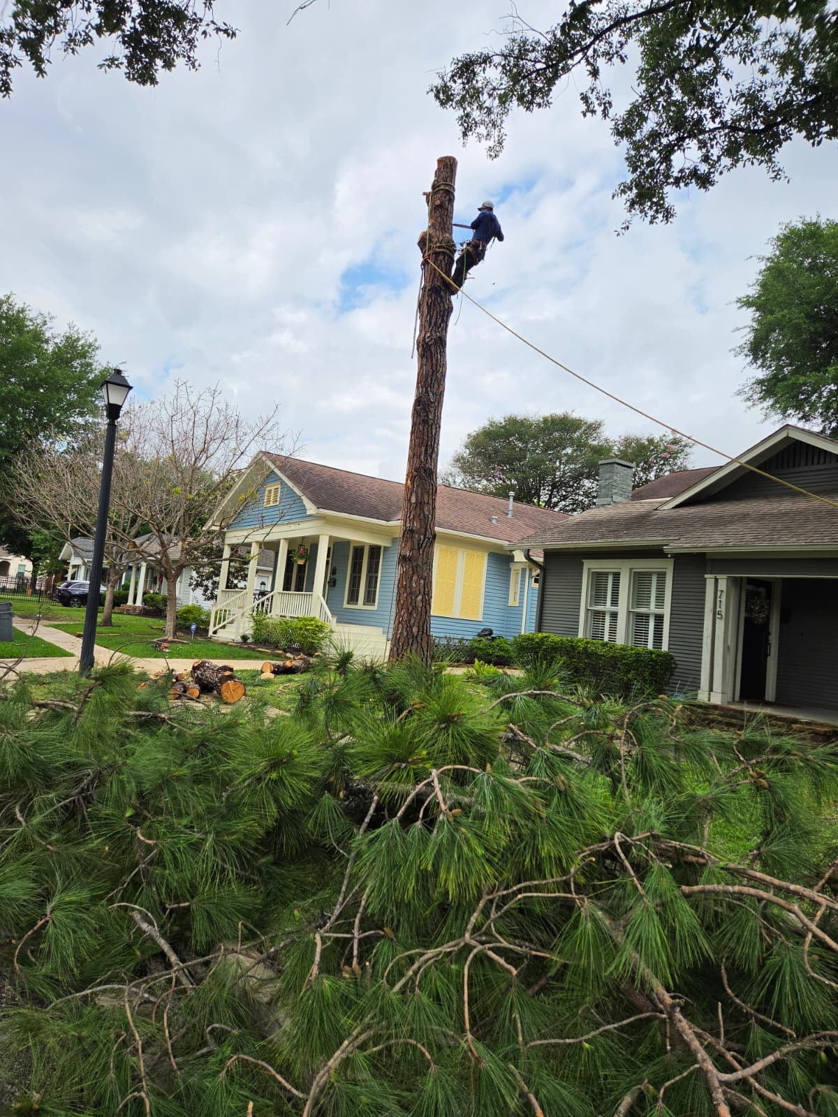 Tall pine trunk being taken down section by section within feet of a house