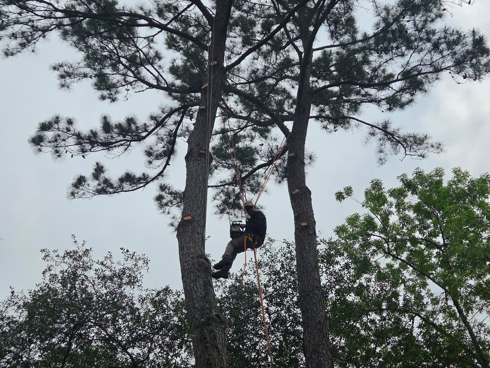 Climber roped into a pine canopy making a pruning cut on a limb